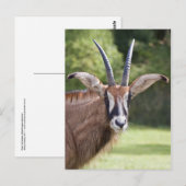 Roan Antelope Ansichtkaart Briefkaart (Voorkant / Achterkant)