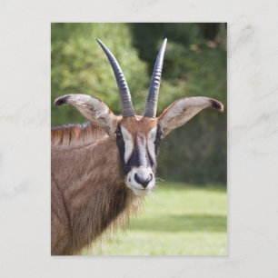 Roan Antelope Ansichtkaart Briefkaart