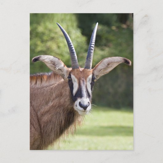 Roan Antelope Ansichtkaart Briefkaart (Voorkant)