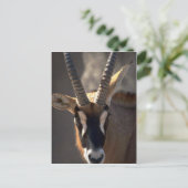 Roan Antelope Head Briefkaart (Staand voorkant)