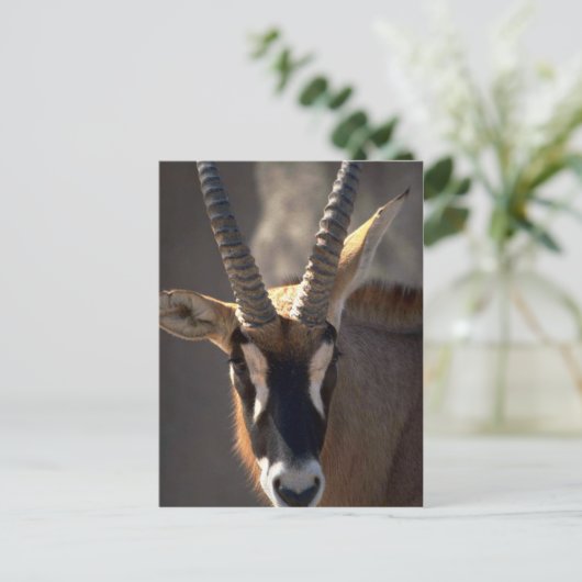 Roan Antelope Head Briefkaart (Staand voorkant)