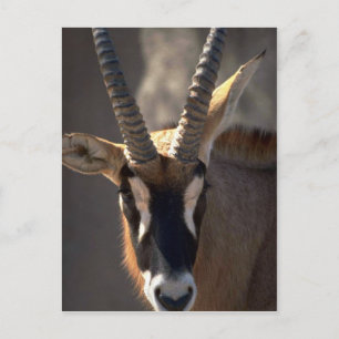 Roan Antelope Head Briefkaart