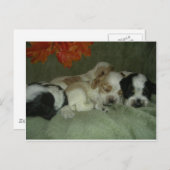 Roan Cocker spaniel puppies. Nap Time. Briefkaart (Voorkant / Achterkant)
