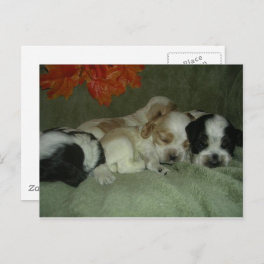 Roan Cocker spaniel puppies. Nap Time. Briefkaart (Voorkant / Achterkant)
