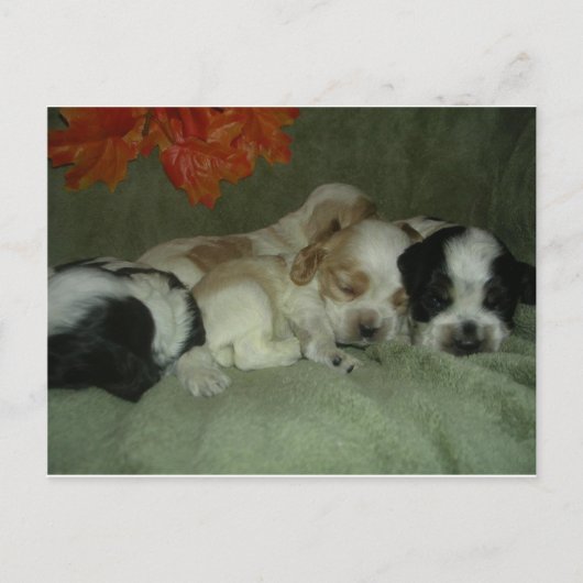 Roan Cocker spaniel puppies. Nap Time. Briefkaart (Voorkant)
