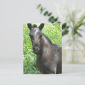 Roan Colt Briefkaart (Staand voorkant)