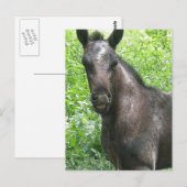 Roan Colt Briefkaart (Voorkant / Achterkant)