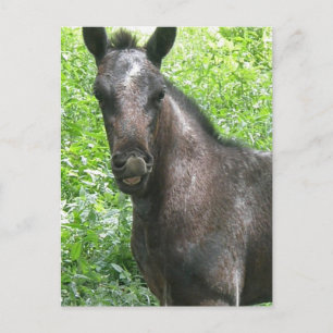 Roan Colt Briefkaart