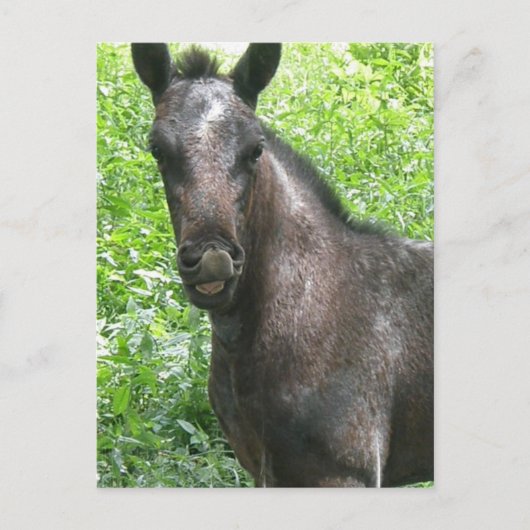 Roan Colt Briefkaart (Voorkant)