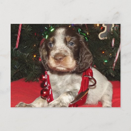 Roan Engelse Puppy van Kerstmis van het Spaniel Feestdagenkaart (Voorkant)
