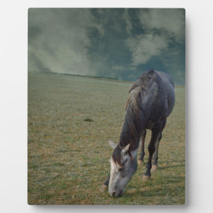 Roan Horse Grazing in Paddock, Fotoplaat