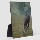 Roan Horse Grazing in Paddock, Fotoplaat (Zijkant)
