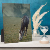 Roan Horse Grazing in Paddock, Fotoplaat (Zijkant)