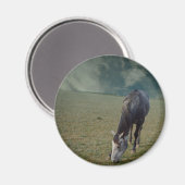 Roan Horse Grazing in Paddock Magneet (Voorkant / Achterkant)