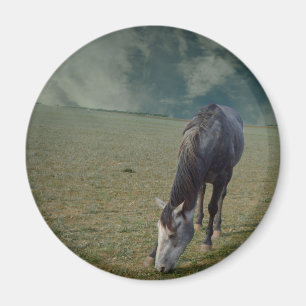 Roan Horse Grazing in Paddock Magneet