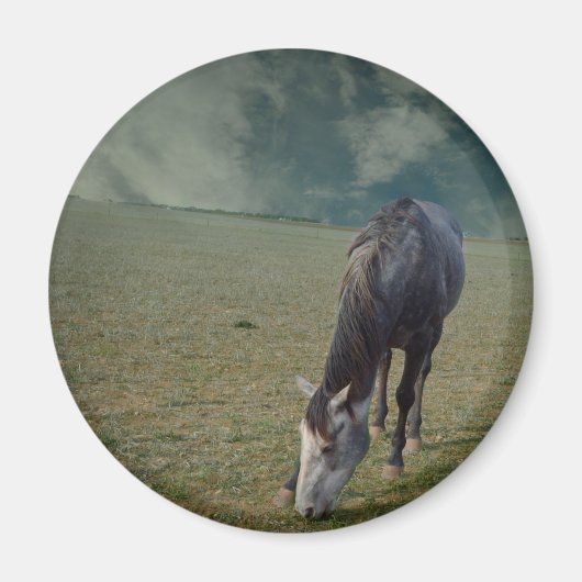 Roan Horse Grazing in Paddock Magneet (Voorkant)