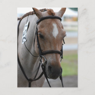 Roan Pony Briefkaarten