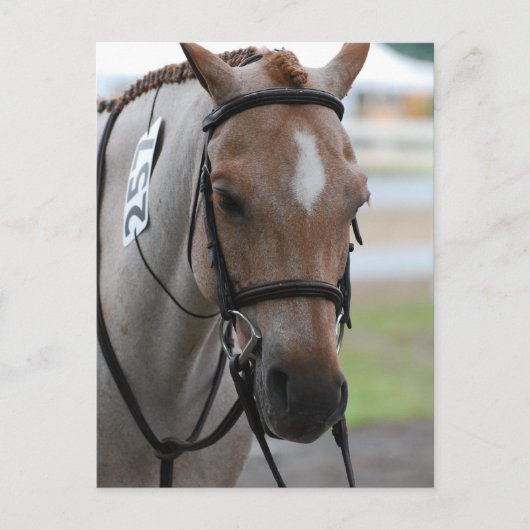 Roan Pony Briefkaarten (Voorkant)