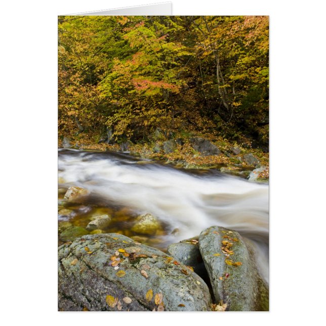 Roaring Brook in de herfst in Vermont's Green (Voorkant)