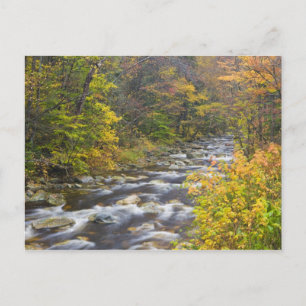 Roaring Brook in de herfst in Vermont's Green 2 Briefkaart
