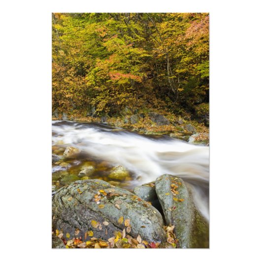 Roaring Brook in de herfst in Vermont's Green Foto Afdruk (Voorkant)