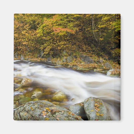 Roaring Brook in herfst in Vermont's Green Magneet (Voorkant)