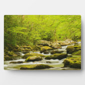 Roaring Fork in de lente Fotoplaat (voorkant)