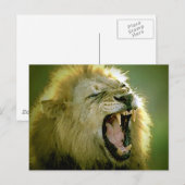 Roaring-leeuw Briefkaart (Voorkant / Achterkant)