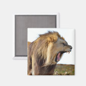 Roaring leeuw vol tanden magneet (Voorkant / Achterkant)