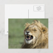 Roaring leun briefkaart (Voorkant / Achterkant)