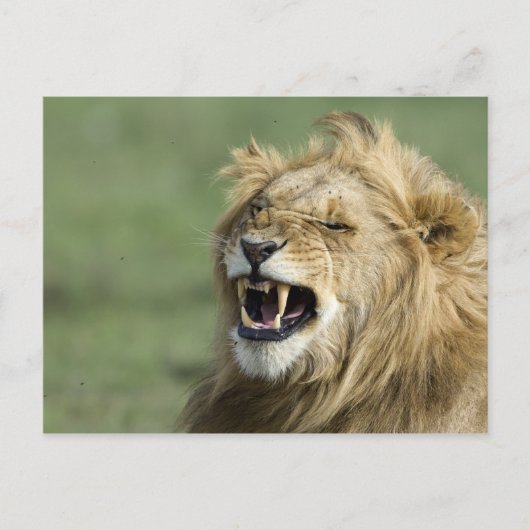 Roaring leun briefkaart (Voorkant)