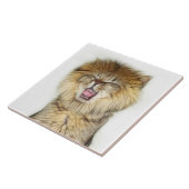 Roaring lion kitten tegeltje (Zijkant)