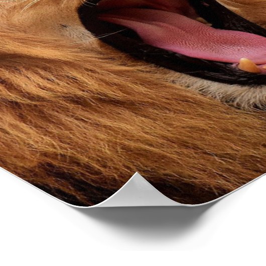 ROARING LION POSTER (Hoek)