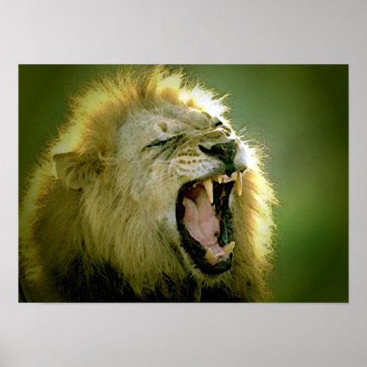 Roaring Lion Poster - Animal Photography Art (Voorkant)