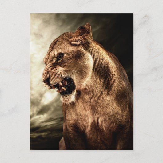 Roaring lioness against stormy briefkaart (Voorkant)