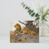 Roaring Lions | Wilhelm Kuhnert Briefkaart (Staand voorkant)