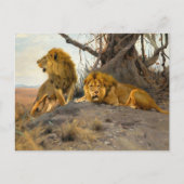 Roaring Lions | Wilhelm Kuhnert Briefkaart (Voorkant)
