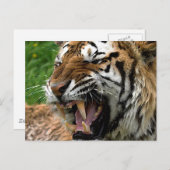 Roaring tijger briefkaart (Voorkant / Achterkant)