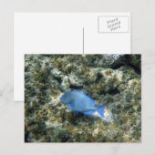 Roatán blauwe vis briefkaart (Voorkant / Achterkant)