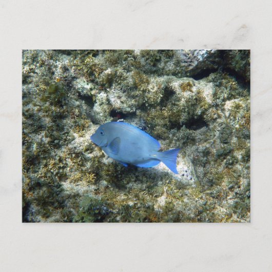 Roatán blauwe vis briefkaart (Voorkant)