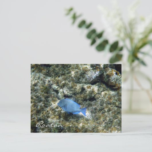 roatán briefkaart (Staand voorkant)