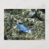 roatán briefkaart (Voorkant)