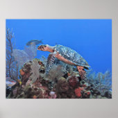 Roatan Hawksbill Poster (Voorkant)