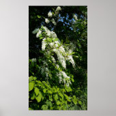 Rob met witte bloemen poster (Voorkant)