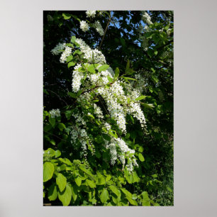 Rob met witte bloemen poster