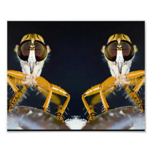Robber Flies - Efferia albibarbis Foto Afdruk
