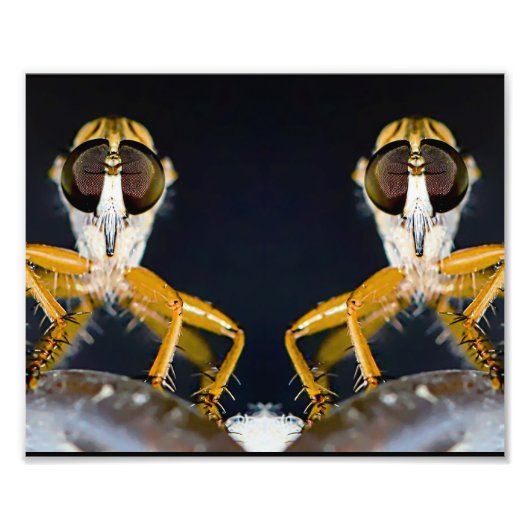 Robber Flies - Efferia albibarbis Foto Afdruk (Voorkant)