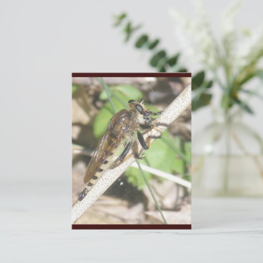 Robber Fly Briefkaart (Staand voorkant)