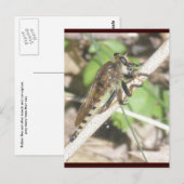 Robber Fly Briefkaart (Voorkant / Achterkant)
