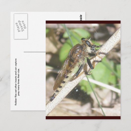 Robber Fly Briefkaart (Voorkant / Achterkant)
